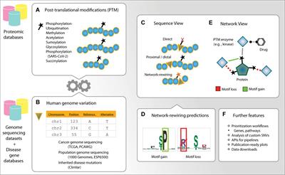 ActiveDriverDB: Interpreting Genetic Variation in Human and Cancer Genomes Using Post-translational Modification Sites and Signaling Networks (2021 Update)